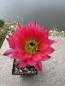 Preview: Echinocereus pectinatus detras rot
